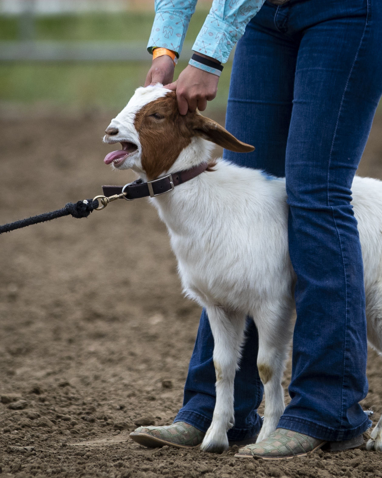 Montana High School Rodeo Association state championships
